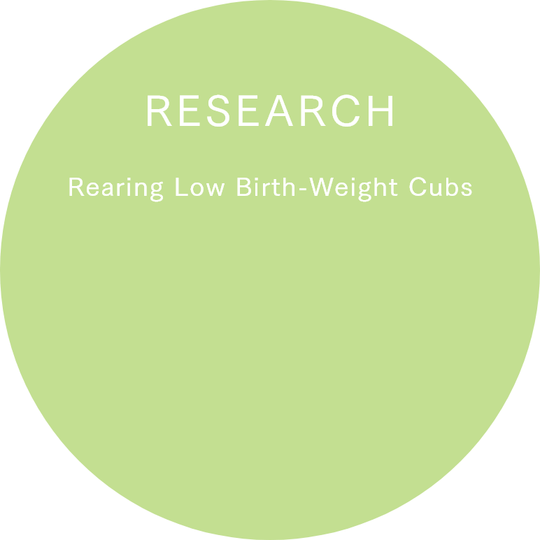 Rearing Low Birth-Weight Cubs