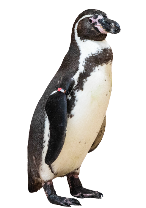 フンボルトペンギン