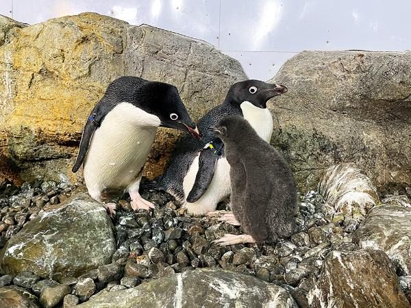 アデリーペンギンの親子