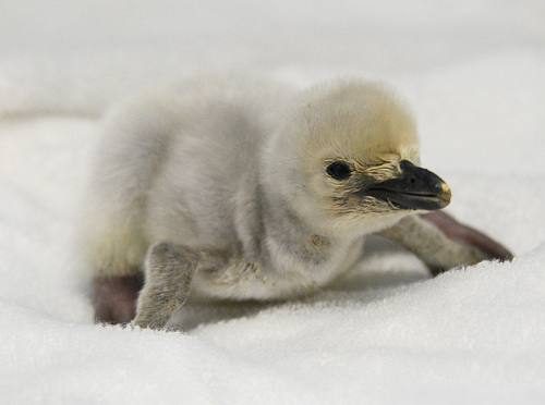 ヒゲペンギンの赤ちゃん