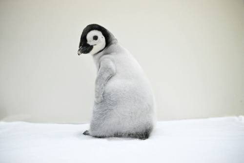 コウテイペンギンの赤ちゃん