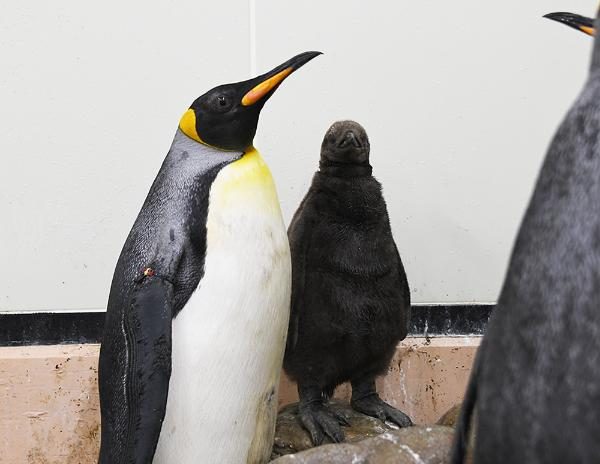 オウサマペンギンの親子