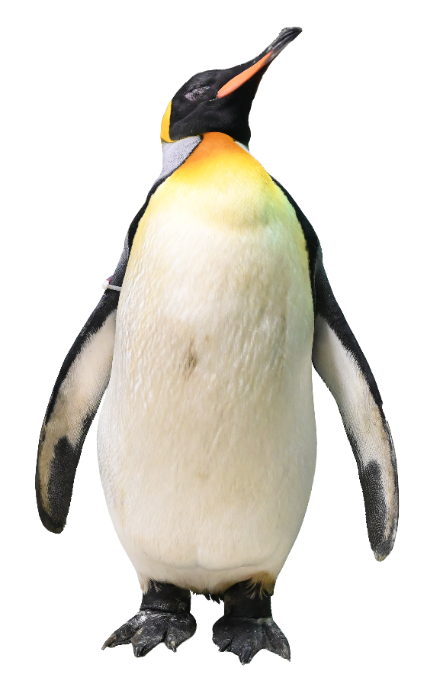オウサマペンギン