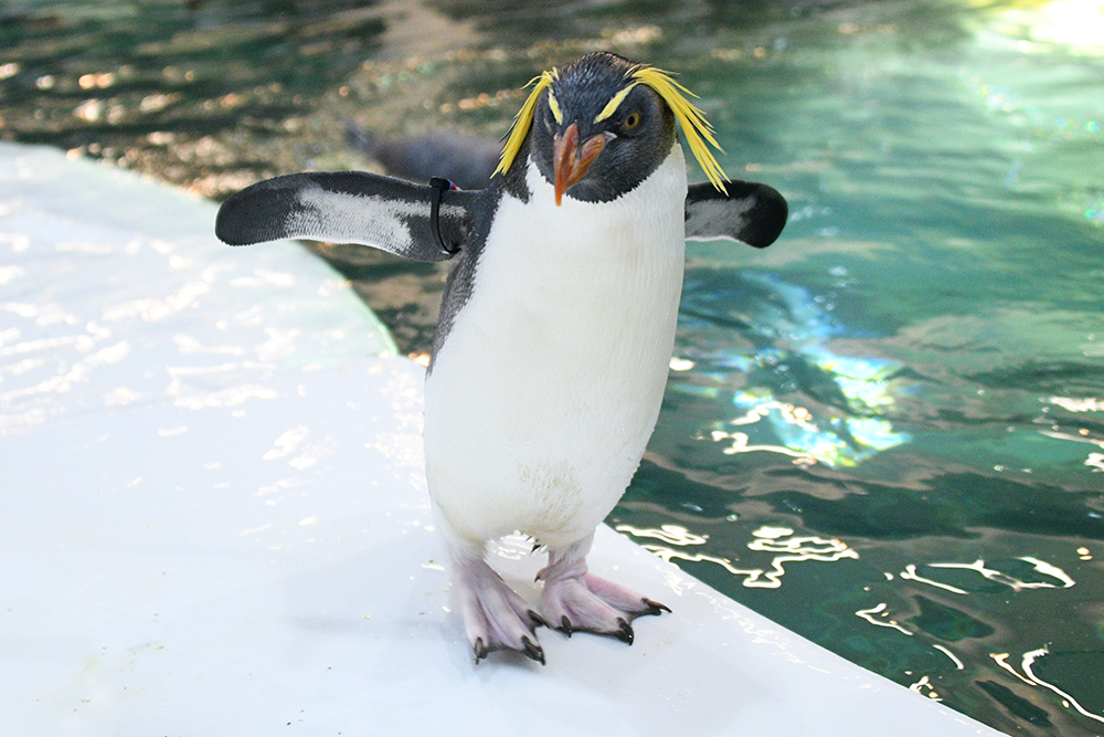 プールサイドで両翼を広げて立つキタイワトビペンギン