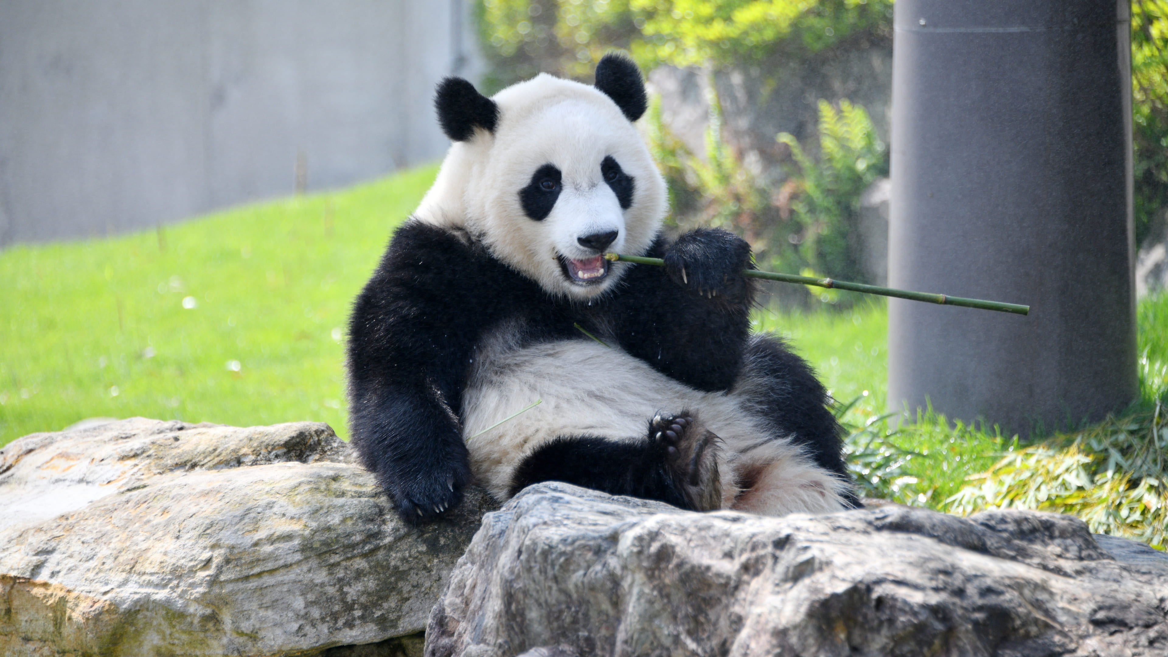 枫树滩