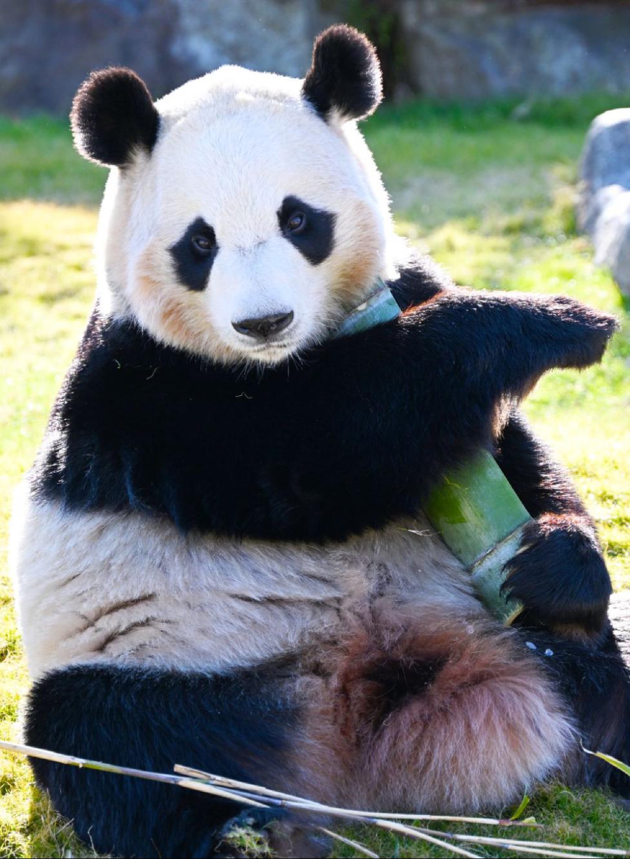 枫树滩