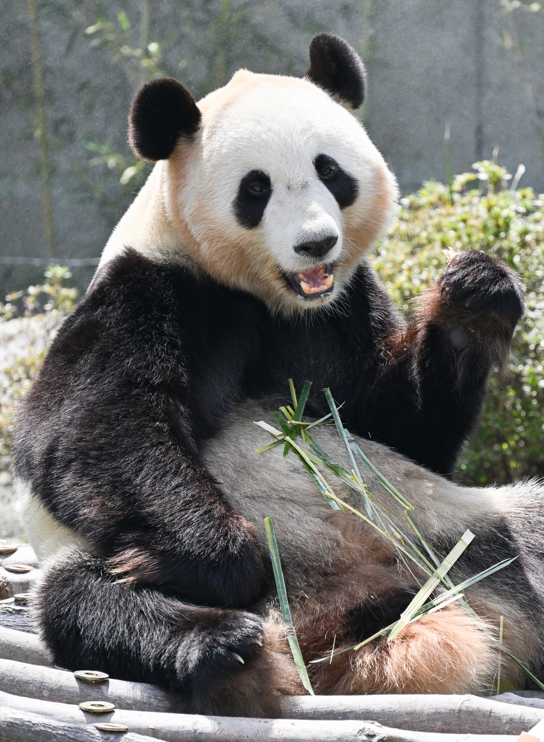 糯米糍